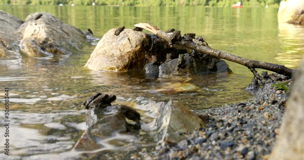 Toadlets resting on the lake shore as the Western toad migration continues. Toadlets resting on the lake shore as the Western toad migration continues.
