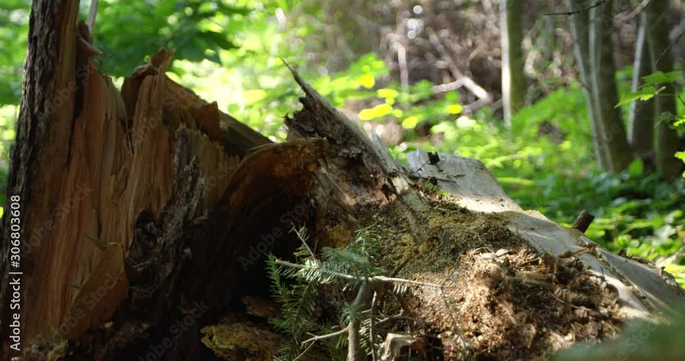 Tree stump left over after lumberjack cut down tree - close up Tree stump left over after lumberjack cut down tree - close up