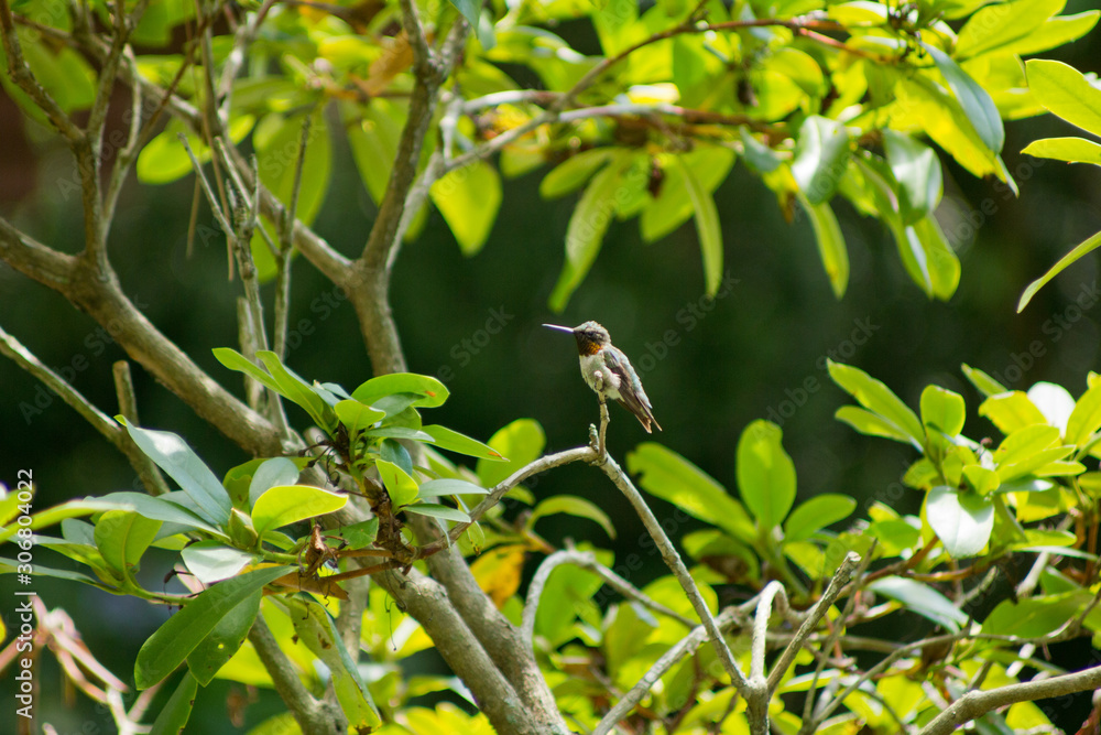 Fototapeta premium Male Ruby-Throated Hummingbird Sitting on Branch Looking Left