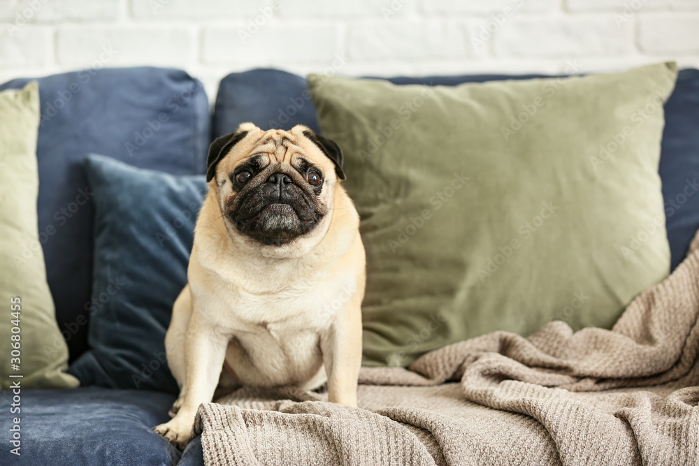 Cute pug dog on sofa at home Cute pug dog on sofa at home