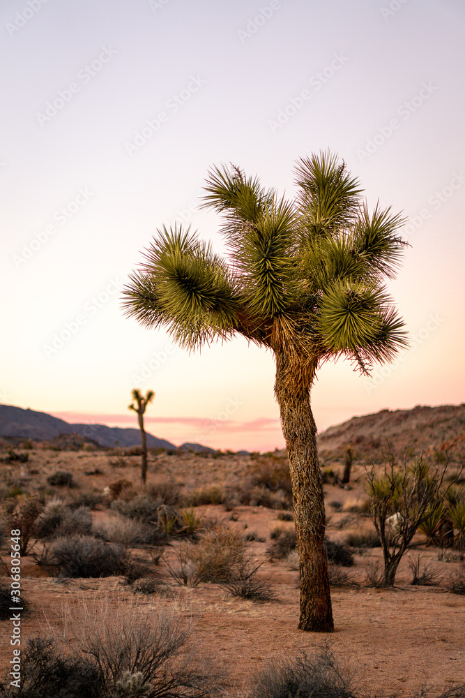 Obraz premium a lonely Joshua Tree during sunset