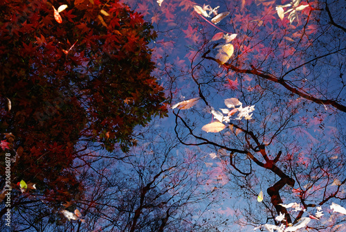 晩秋の池に映る景色 #02 / 山口県岩国市横山紅葉谷公園