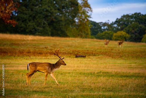 Fallow deer buck in field durin autumn