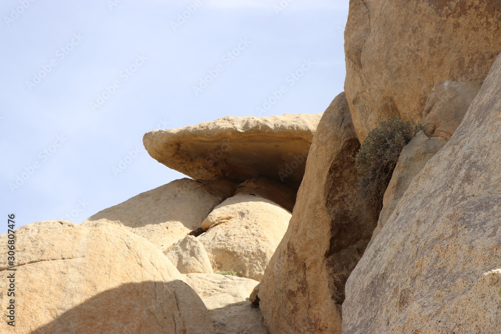 Joshua tree, California