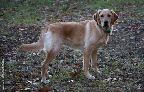 Ridley the Goldador