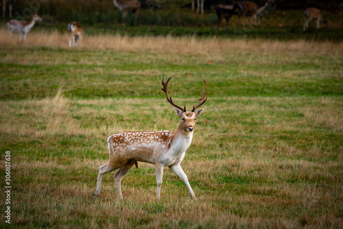 Fallow deer buck in field during autumn