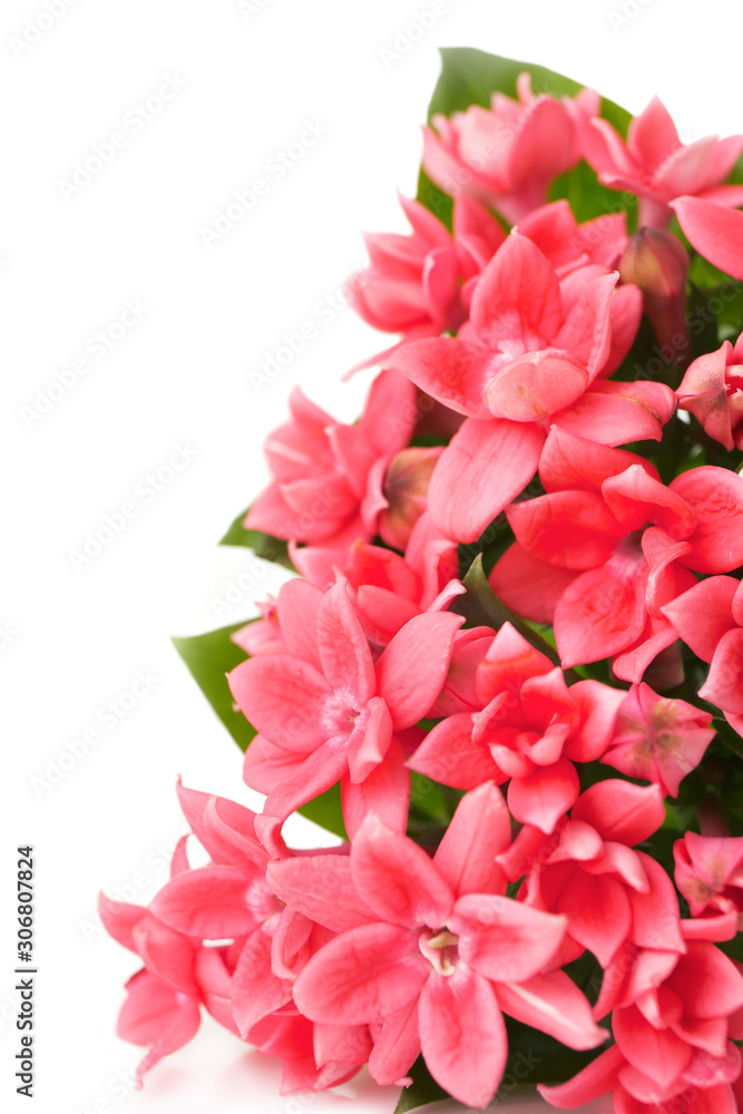 dark pink flowers of bouvargia on a white background dark pink flowers of bouvargia on a white background