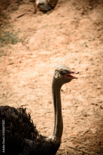 Adult ostriches in natural ...
