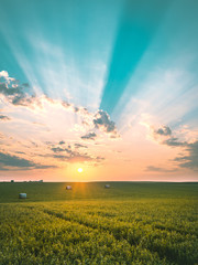 Wandcirkels Olijfgroen Zonsondergang boven Minnesota veld  © Mitch