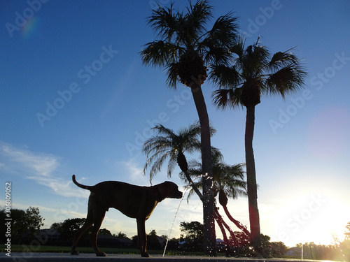 dog drinking at sunset in Florida
