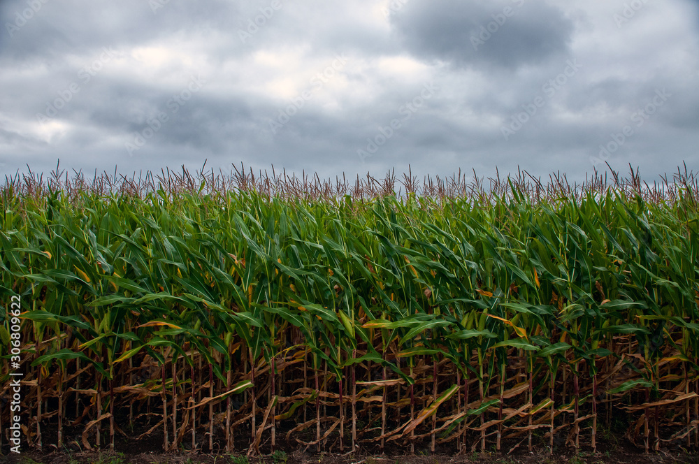  cornfield on a windy day