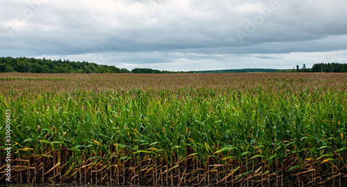  cornfield on a windy day