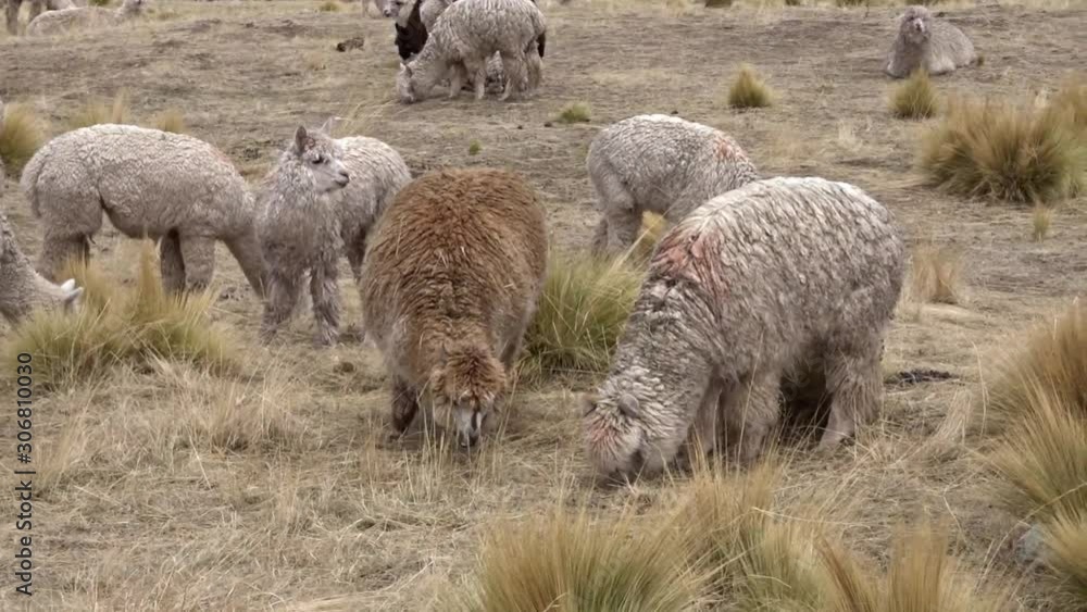 Wild Llama Alpaca in Cusco Peru Wild Llama Alpaca in Cusco Peru