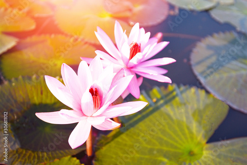 red lotus pink flower lily water on the nature