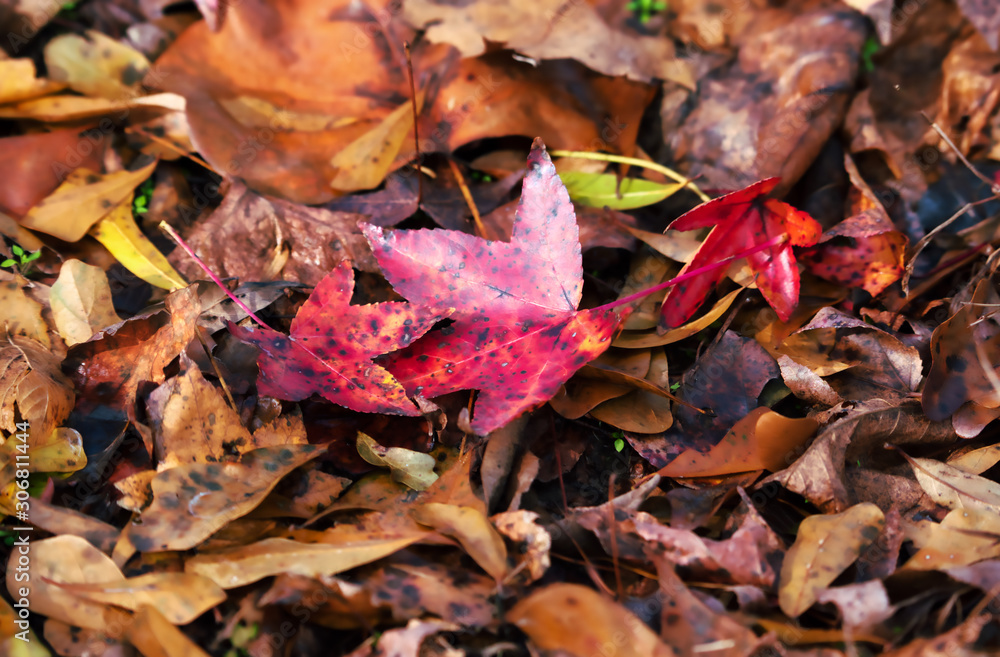 Red leaves on the forest floor.