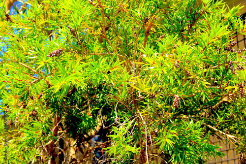 Fluorescent Flora 