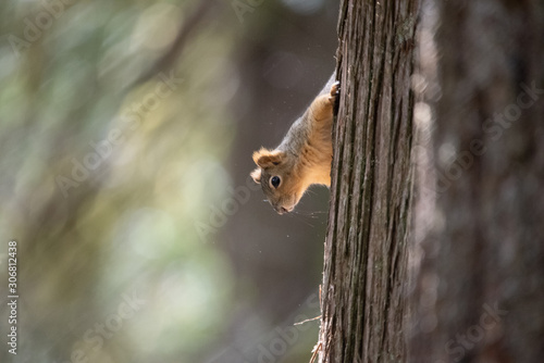 Curious squirrel checking out the scene © Bryan N.