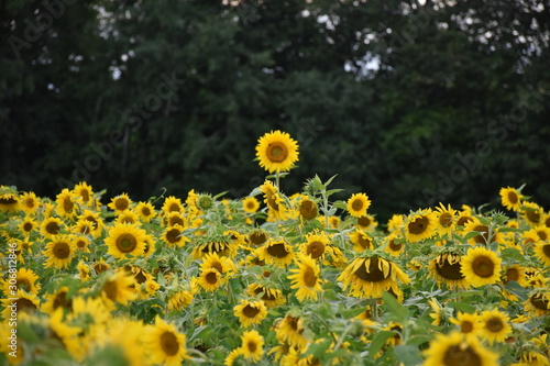 field of sunflowers