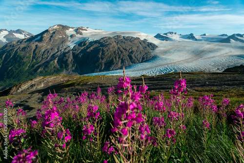 Purple wildflowers in Alaska's alpine climate in Kenai Fjords National Park