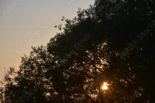 sunset through trees 