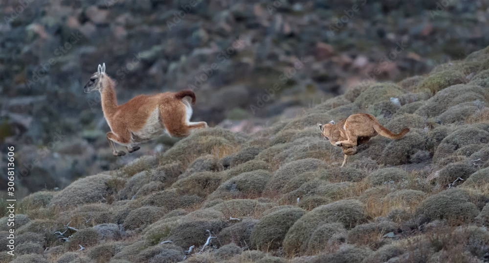 Puma cazando guanaco Stock Photo | Adobe Stock