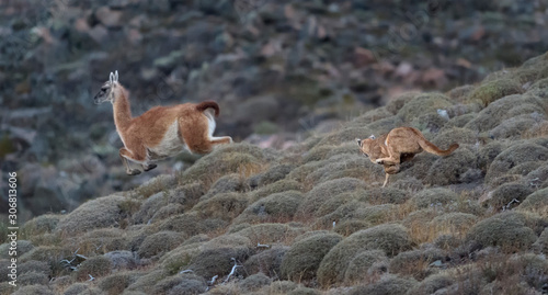 Tableau sur toile Puma cazando guanaco