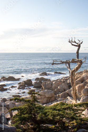 Ghost pines at Pescadero Point 17 mile drive Monterey California Peninsula