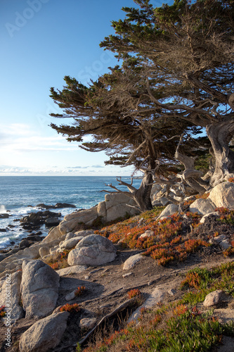 Ghost pines at Pescadero Point 17 mile drive Monterey California Peninsula