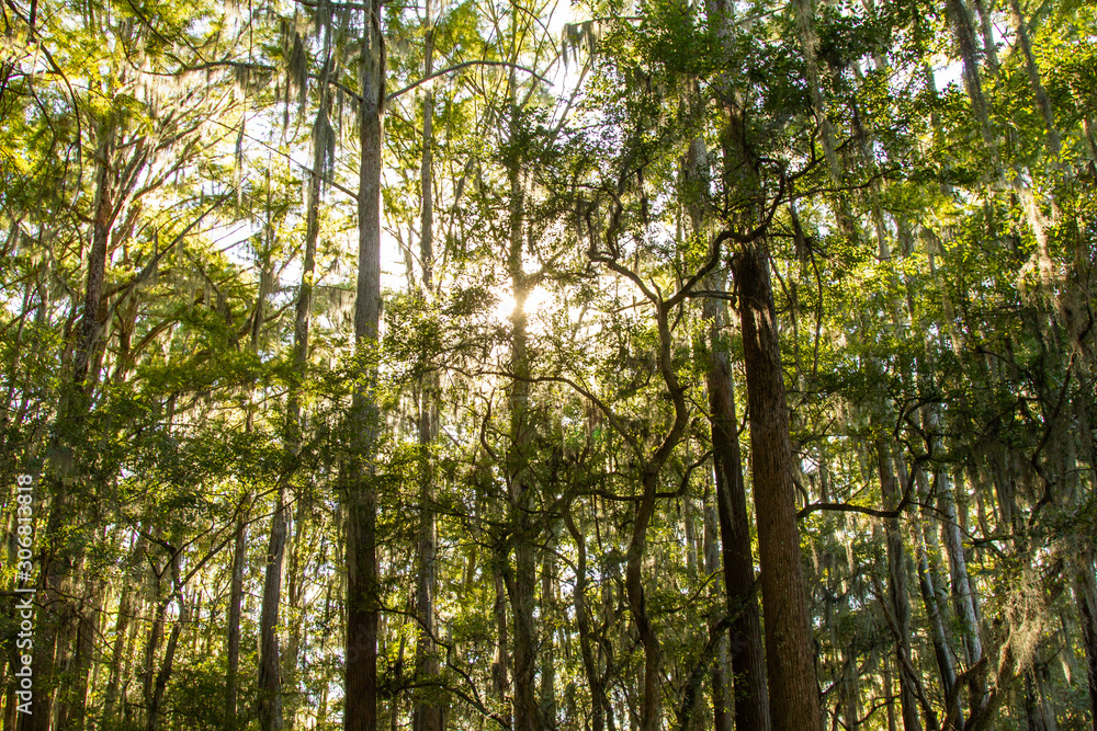 Trees in Swamp with Spanish Moss and Bright Sun Flare Trees in Swamp with Spanish Moss and Bright Sun Flare