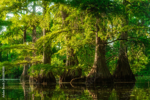 Tableau sur toile Cypress Swamp