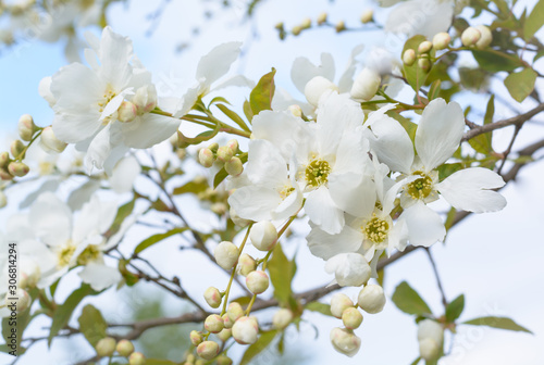 White apple tree flower