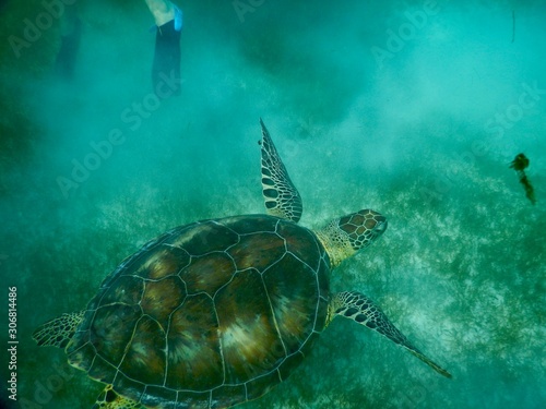 sea turtle 