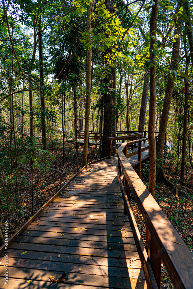 wooden bridge in the forest wooden bridge in the forest