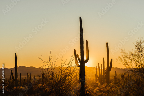 Cacti at Sunset © Abby