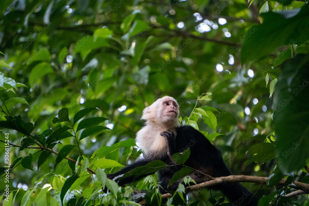 White Faced Capuchin Monkey, Costa Rica White Faced Capuchin Monkey, Costa Rica