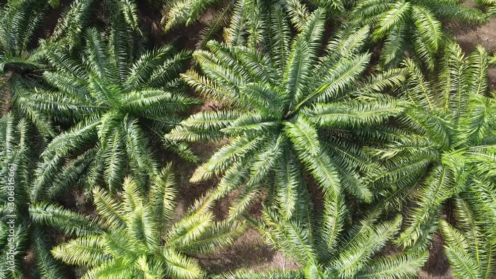 palm agriculture farm by drone,Aerial view of Palm oil plantation palm agriculture farm by drone,Aerial view of Palm oil plantation