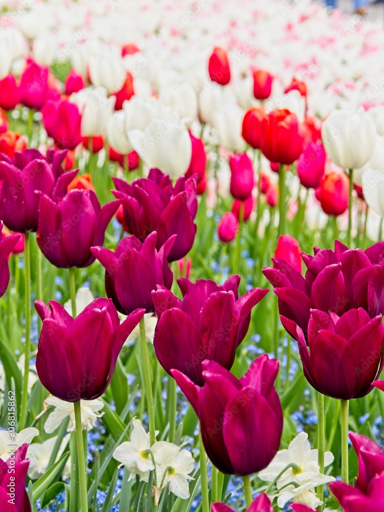 Obraz premium Red and white tulips