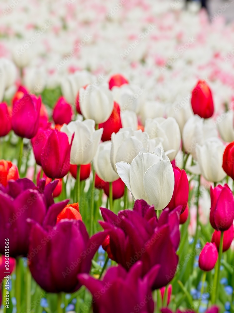 Red and white tulips Red and white tulips