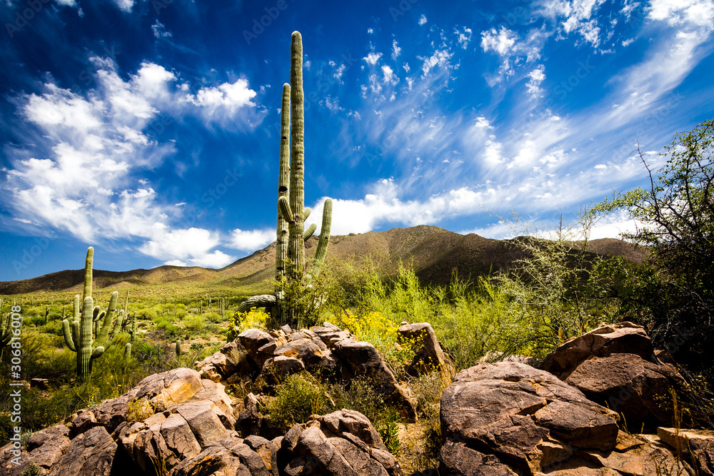 Saguaro cactus and rocky, blooming desert under deep blue sky - Saguaro National Park Saguaro cactus and rocky, blooming desert under deep blue sky - Saguaro National Park