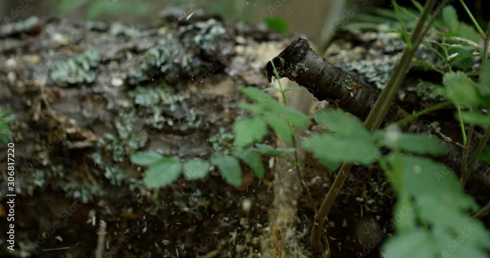 Tracking shot of chain saw cutting through tree trunk in forest - extreme close up - super slow motion Tracking shot of chain saw cutting through tree trunk in forest - extreme close up - super slow motion