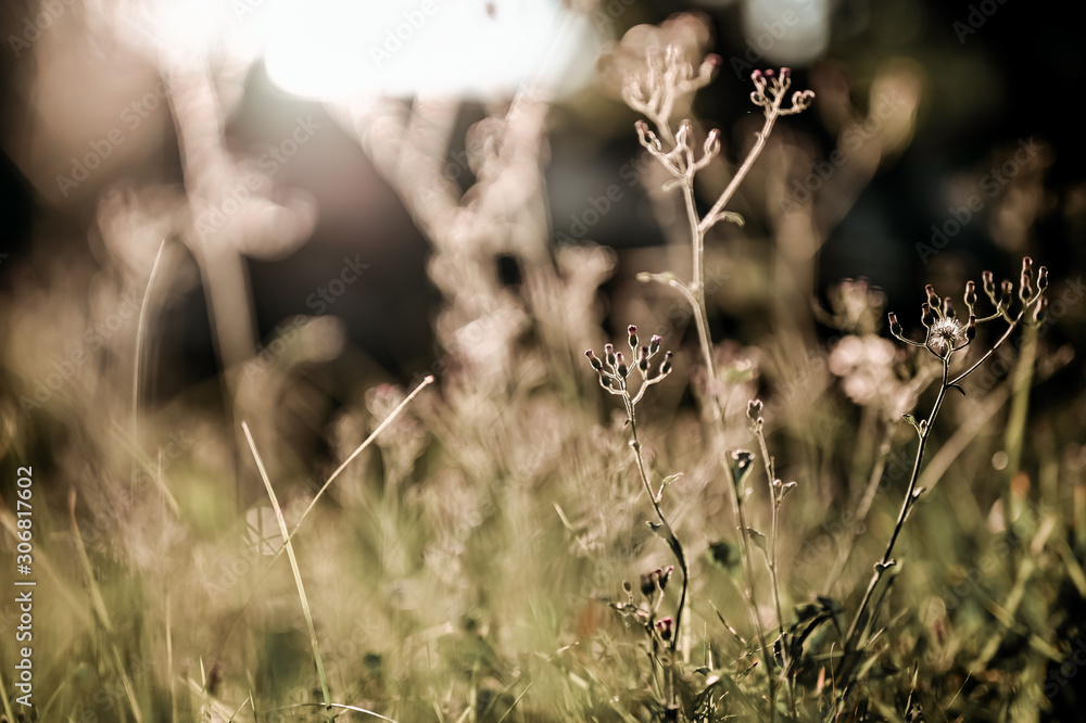 shoot backlit on green grass background in the garden. shoot backlit on green grass background in the garden.