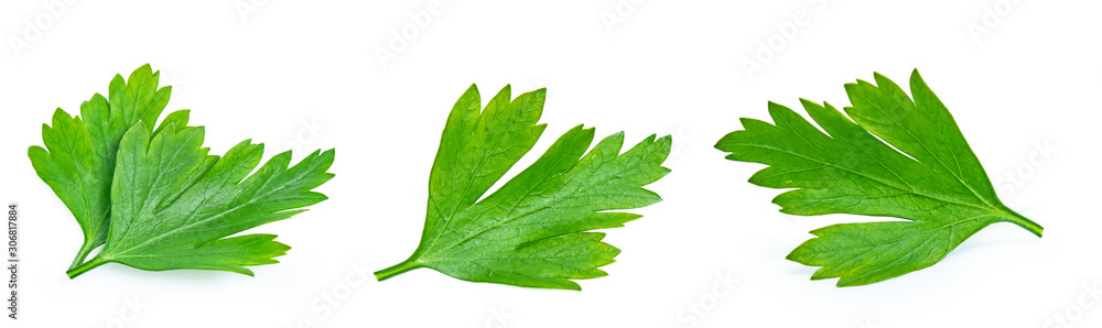 green parsley vegetable isolated on white background green parsley vegetable isolated on white background