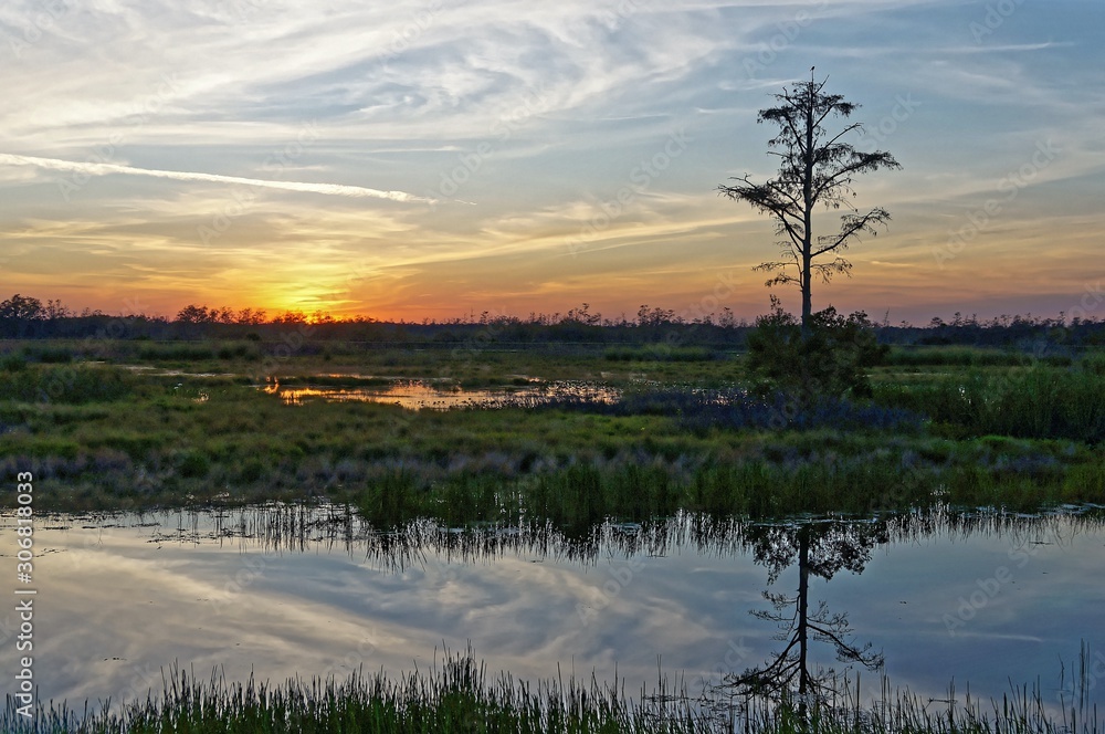Louisiana swamp sunset and silhouettes Louisiana swamp sunset and silhouettes