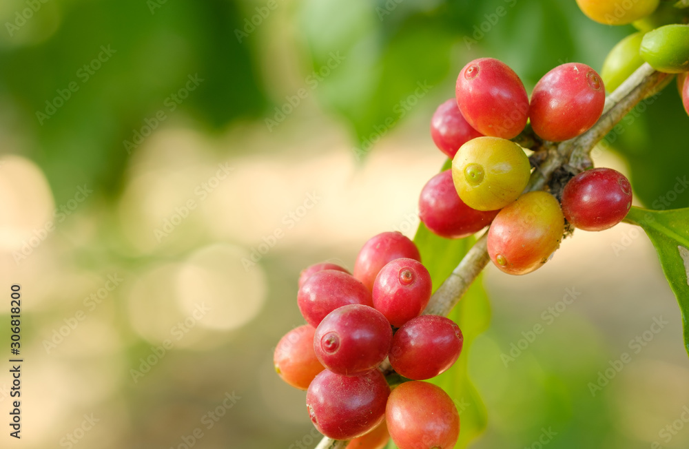 Close up bean coffee in nature Close up bean coffee in nature