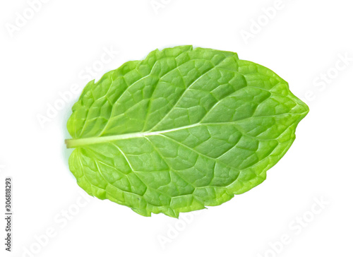 green mint pepper leaf isolated on white background