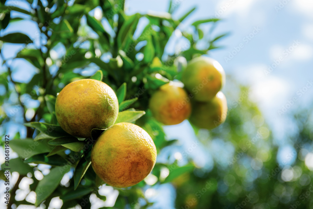 Obraz premium Orange on tree at sky.