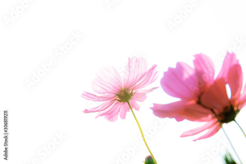Pink cosmos on white background.