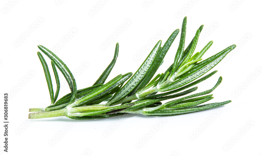 rosemary isolated on white background (Mix, set , collection) rosemary isolated on white background (Mix, set , collection)