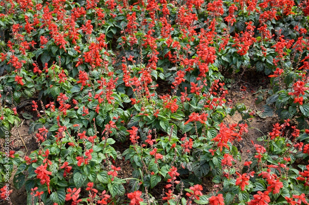 red salvia splendens flower in nature garden
