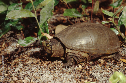 Eastern Mud Turtle (Kinosternon Subrubrum)